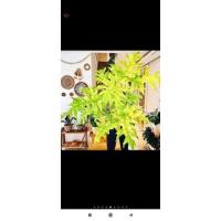 ราคา ฟิโลใบมะละกอสีทอง /philodendronwarscewiczii (13116217952)