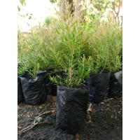 ราคา สนหอม ต้นสนหอมไล่ยุง ต้นไม้ไล่ยุง ถุง 2“(ขั้นต่ำ10ต้น) (24529006651)