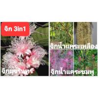 ราคา จิก 3in1 มี3สายพันธ์ในต้นเดียวกันมีจิกมุจรินทร์ จิกน้ำแคระเหลืองและจิกน้ำแคระชมพู จิกเป็นไม้ประดับมงคลดอกหอม (22273788737)