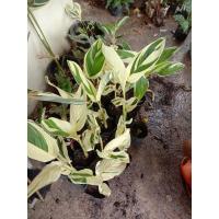 ราคา ไม้ด่าง มันสาคูด่างฟอร์มสวยๆเลยครับผม (13413465661)