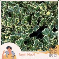 ราคา (ส่งไว)ต้นหัวใจเศรษฐี หัวใจสาริกา สาริกาใบด่าง ไม้มงคล แดดจัด กระถาง6นิ้ว (22849273634)