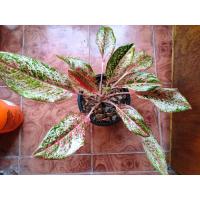 ราคา อโกลนีม 20กะรัต ต้นใหญ่สวย (14756633794)