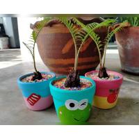 ราคา ต้นปรงญี่ปุ่น ฟอร์มสวย พร้อมกระถางเซรามิค (5353841337)