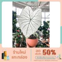 ราคา [ราชินีใบไม้ ไม้มงคล] อิเหนา [ฟอกอากาศ]- บอนสีอิเหนาขาว อิเหนาขาว บอนสี (12331550904)