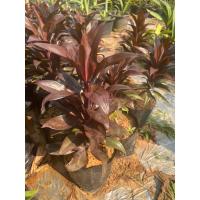 ราคา ต้นเทียนมหาลาภ ไม้มงคล (18284207688)