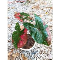 ราคา บอนสี/นางไหม/นางไหม/ไทยแท้ (12448845124)