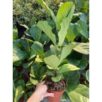 ราคา ไทรใบสัก (fiddle-leaf fig) (2917657853)