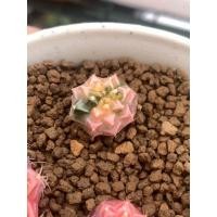 ราคา แคคตัส,ยิมโนด่างกระบองเพชรด่างgymnocalyciumไม้เมล็ด (12423599380)