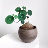 ราคา (ชุดปลูก) บัวบกโขด ไม้โขดสุดน่ารัก เลี้ยงง่าย (17067615667)