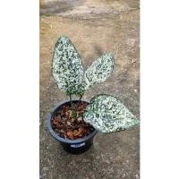ราคา ต้นมรดกโลก ไม้มงคล ไม้ฟอกอากาศ (Agalonema World Heritage) เลือกต้นได้ (11959061485)