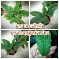 ราคา ว่านรวยล้นฟ้า-ว่านเศรษฐีหมื่นล้าน (2318277613)