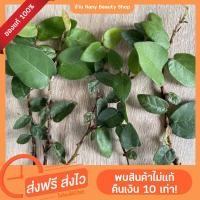 ราคา ต้นตีนตุ๊กแก 10แถม2 ตีนตุ๊กแก ช่วยฟอกอากาศ ทำให้บ้านเย็นขึ้น โตง่าย เลี้ยงแดดร่มหรือแดดจัดได้เลยค่ะ (13126052632)