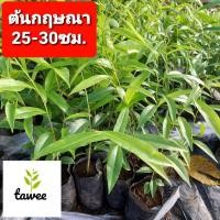 ราคา ต้นกฤษณา 25-30ซม. กฤษณา ไม้ประดับ ไม้ประดับ ไม้หอม (6764673374)