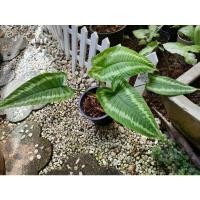 ราคา ต้นกวักพระพรหมด่างสวย (11326910646)