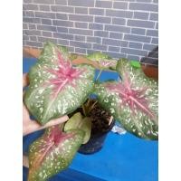 ราคา บอนสี ขุนไกร ได้น้องต้นในรูปเลยนะคะ ขนาดกระถาง 4 นิ้ว ลงขายเมื่อ 13/11/64 (12049967946)