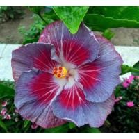 ราคา เมล็ดพันธุ์ชบาไต้หวัน'อิมเพรสชั่น'(Impression Taiwan Hibiscus Seed)บรรจุ 10 เมล็ด ของแท้ คุณภาพดี นำเข้าจากต่างประเทศ (13838659652)