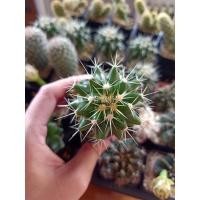 ราคา กระบองเพชรถังทอง ขนาด5-8cm (10221133104)