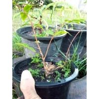 ราคา ต้นโมกป่า โมกมันดอกม่วง ไม้โครงสร้างบอนไซ (12039965230)