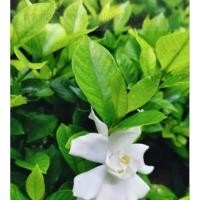 ราคา พุดแคระดอกซ้อน1ต้นถุงดำประมาณ20-30ซม.ไม้ประดับนิยมากตอนนี้ (24429773141)