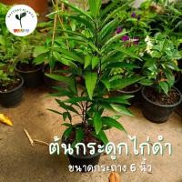 ราคา ต้นกระดูกไก่ดำ (สมุนไพร) ขนาดกระถาง 6 นิ้ว (23506689286)