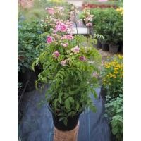 ราคา พิงค์ฮาวาย หรือ แฮปปี้เนส กระถางขนาด 11 นิ้ว (27300675259)