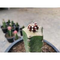 ราคา เชาเชา Cactus แคคตัส กระบองเพชร ไม้อวบน้ำ ไม้กราฟ​ (9105385449)