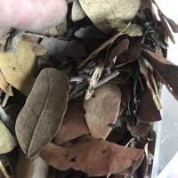 ราคา ใบก้ามปู ใบก้ามปูผุ ใบก้ามปูแห้ง (6376629291)