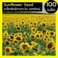 ราคา [100เมล็ด] เมล็ดพันธ์ุ ดอกทานตะวันดอกใหญ่ ทานตะวัน ดอกทานตะวัน ทานตะวัน Sunflower Seed โชว์ดอกใหญ่ สวยงาม (8370110683)