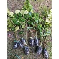 ราคา ส้มโอทับทิมสยาม กิ่งพร้อมปลูก กิ่งพันธุ์ของแท้จากปากพนัง (3559303246)