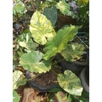 ราคา บอนหูช้าง ด่างเหลือง ต้นบอนหูช้าง กระถาง 8 นิ้วด่างแล้วไม่ต้องลุ้น แม่สวยโอกาสด่างสวย ลุ้นจากแม่ด่างสวย อบให้แล้ว (25273135212)