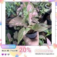 ราคา เงินไหลมาด่างชมพู สีช็อกโกแลต ต้นเงินไหลมา Syngonium Pink Splash / Red Spot กระถาง 6 นิ้ว (21327469194)