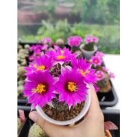 ราคา แมมชูแมน(Mammillaria schumannii) (10944213980)