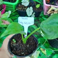 ราคา นางกวักมรกต ไม้ประดับ ไม้มงคล (12604702682)