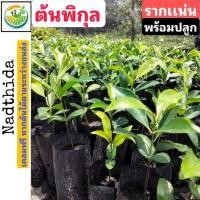ราคา ต้นพิกุล รากเเน่น พร้อมปลูก พิกุลทอง ต้นพิกุลทอง พิกุล (3537524474)