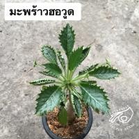 ราคา ฮอวูด ฮอวูดดี้ มะพร้าวทะเลทรายใบหยัก Dorstenia horwoodii ดอร์ส ดอส ดอสทีเนีย ฮอวูดดี้ไอ มะพร้าวฮอวูด horwoodi (15239061696)