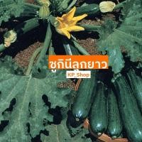 ราคา เมล็ดผัก ซูกินีลูกยาว 12 เมล็ด (3877067244)