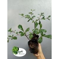 ราคา หูกระจง หรือแผ่บารมี ไม้ยืนต้นโตไว หรือปลูกเป็นบอนไซ (11203191129)