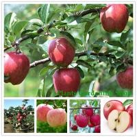 ราคา เมล็ดพันธุ์ แอปเปิ้ล Apple Tree Seeds แต่ละแพ็คมี 50 เมล็ด - Seeds for planting ต้นผลไม้ เมล็ดพันธุ์พืช พันธุ์ไม้ผล (29900527953)