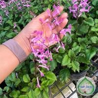 ราคา F43 ต้นอาจูก้า/ม่วงมณี สีชมพู *ส่งติดดอก* Plectranthus Velvet Lady หรือ(Mona Lavender)กระถาง 6 นิ้ว (7884483728)