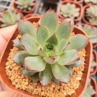 ราคา Echeveria 'Pink Crystal' single head G Succulents กุหลาบหินนำเข้า ไม้อวบน้ำ (5638124512)