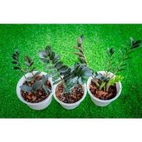 ราคา กวักมรกตใบดำ กวักมรกต แบล็ค (Zamioculcas zamiifolia black) (13034687292)