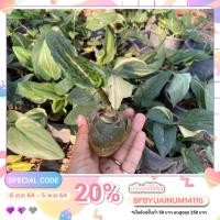 ราคา ต้นรวยล้นฟ้า,หมูกลิ้ง (9095392864)