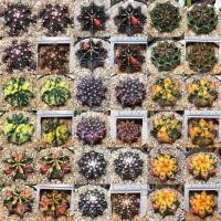 ราคา กระบองเพชร ยิมโนด่าง ไม้เพาะเมล็ด แคคตัส cactus (11444705659)