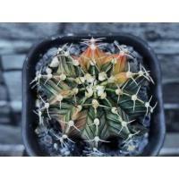 ราคา LB Hybrid​ ไม้เมล็ด​ ยิมโนด่าง​ ยิมโน​ Gymnocalycium​ Cactus​ (12568035981)