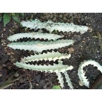 ราคา แคคตัสยูโฟเบียแลคเทีย/ไวท์โกลด์/กระดูกมังกร/สลัดไดขาว/ไตโกนา (7044161314)