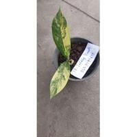 ราคา เศรษฐีวิลสันด่างเหลือง (13882784083)