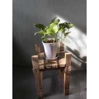 ราคา ต้นไม้ฟอกอากาศ ต้นพลูราชินีสีทอง ต้นไม้ปลูกในห้องนอน (3249198322)