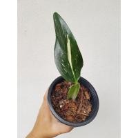 ราคา พลูปีกนก ด่างขาว (มอนปีกนก) (8861895804)