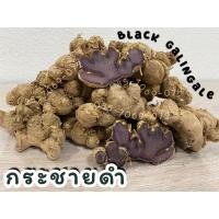 ราคา กระชายดำ กระชายดำสด (ถุง 1 กิโล) พันธุ์ไทยแท้ ปลูกได้ ทานดี ส่งทั่วไทย กระชายดำแท้ (8133958043)