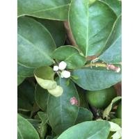 ราคา กิ่งพันธุ์มะนาวแป้นพวง (5478054391)